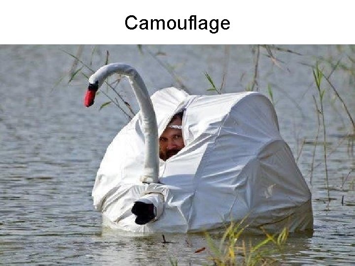 Camouflage Camouflage