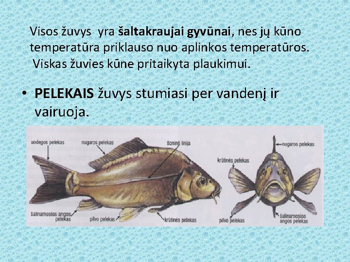 Visos žuvys yra šaltakraujai gyvūnai, nes jų kūno temperatūra priklauso nuo aplinkos temperatūros. Viskas