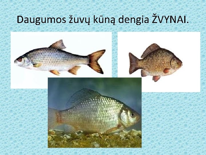 Daugumos žuvų kūną dengia ŽVYNAI. 