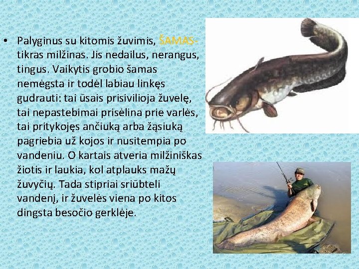  • Palyginus su kitomis žuvimis, ŠAMAS- tikras milžinas. Jis nedailus, nerangus, tingus. Vaikytis