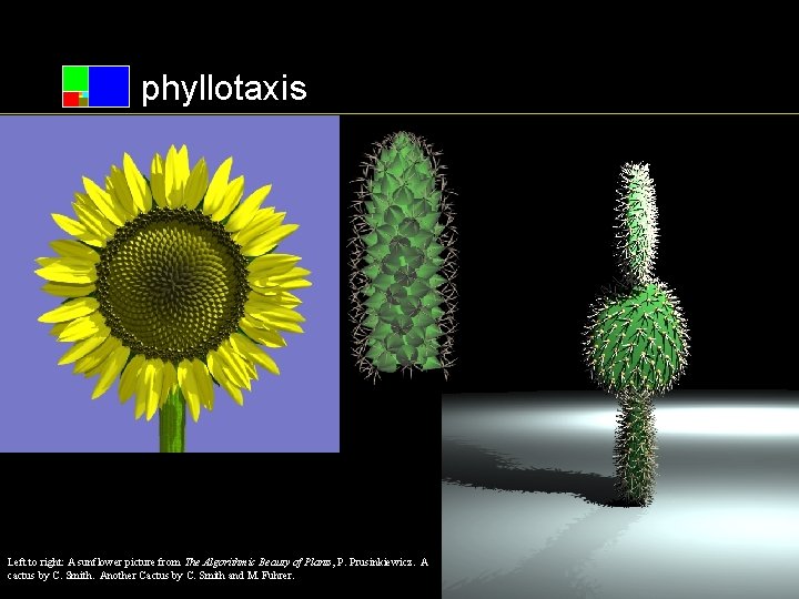 phyllotaxis Left to right: A sunflower picture from The Algorithmic Beauty of Plants, P.