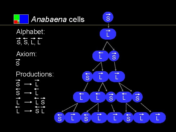 Anabaena cells S Alphabet: L S, S, L, L Axiom: L S Productions: S