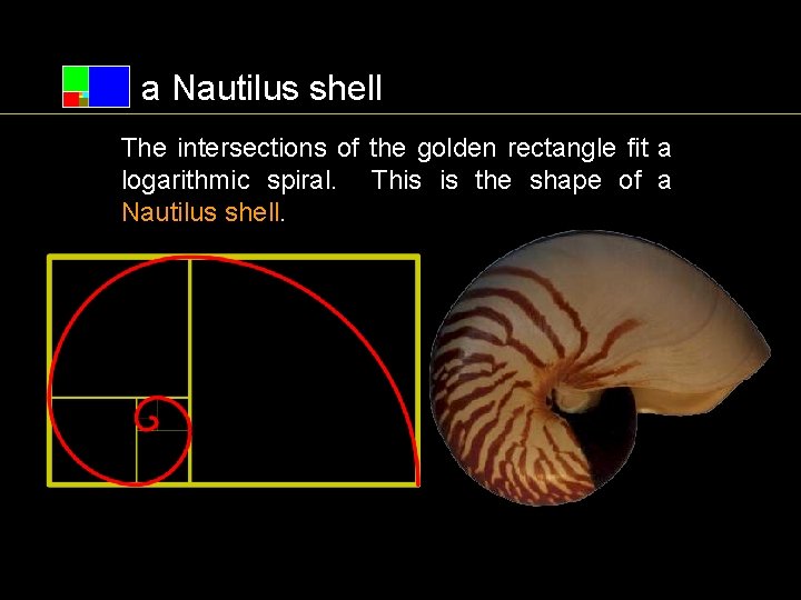 a Nautilus shell The intersections of the golden rectangle fit a logarithmic spiral. This