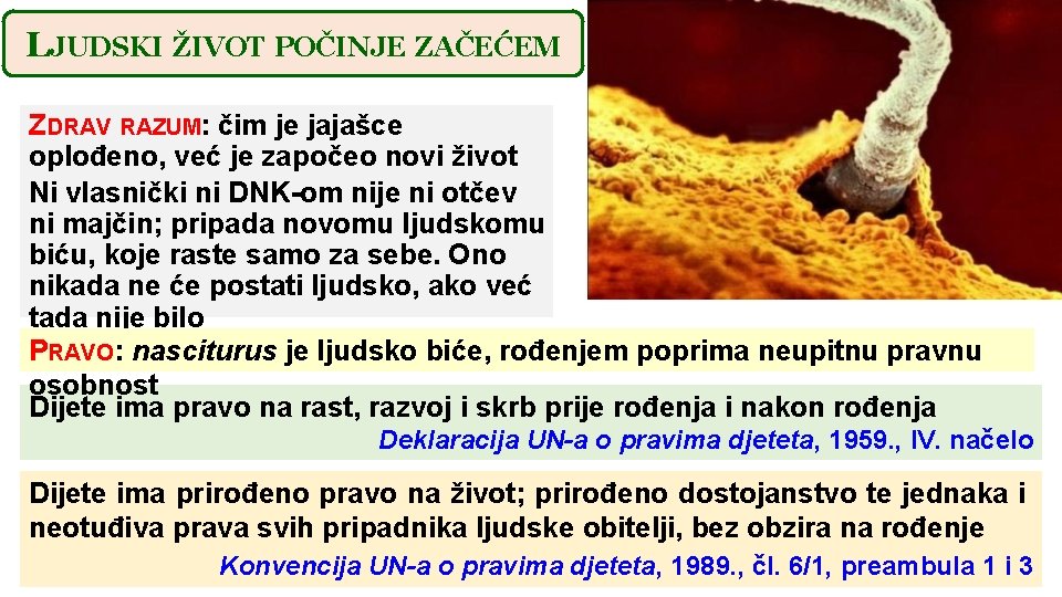 LJUDSKI ŽIVOT POČINJE ZAČEĆEM ZDRAV RAZUM: čim je jajašce oplođeno, već je započeo novi