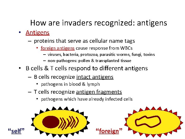 How are invaders recognized: antigens • Antigens – proteins that serve as cellular name