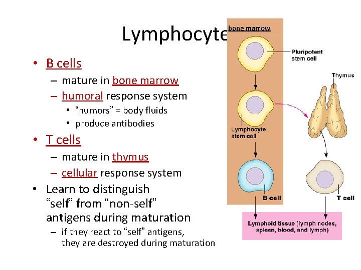 Lymphocytes bone marrow • B cells – mature in bone marrow – humoral response