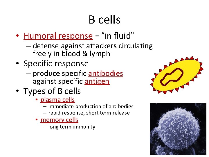 B cells • Humoral response = “in fluid” – defense against attackers circulating freely