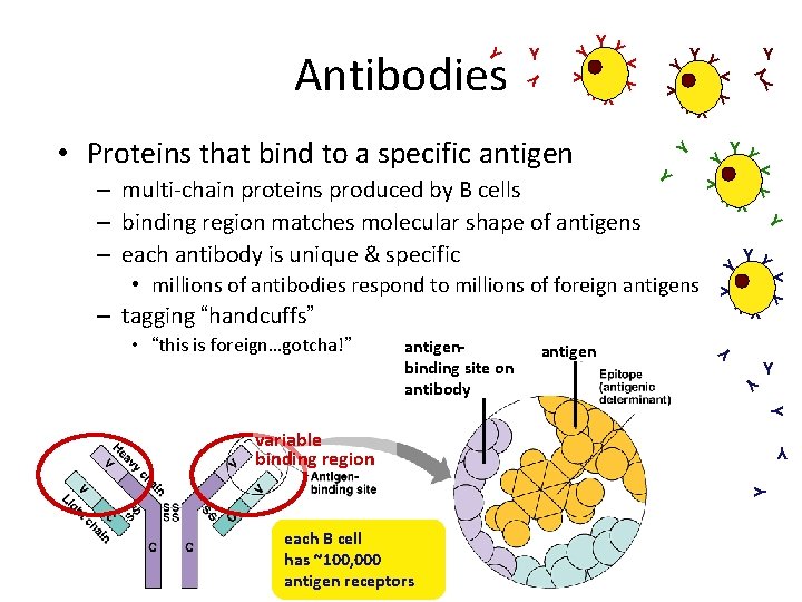 Y Y Y Y Y YY • millions of antibodies respond to millions of