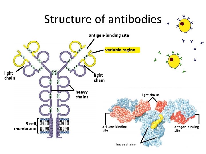 Y Y Y Y Structure of antibodies Y Y Y s B cell membrane