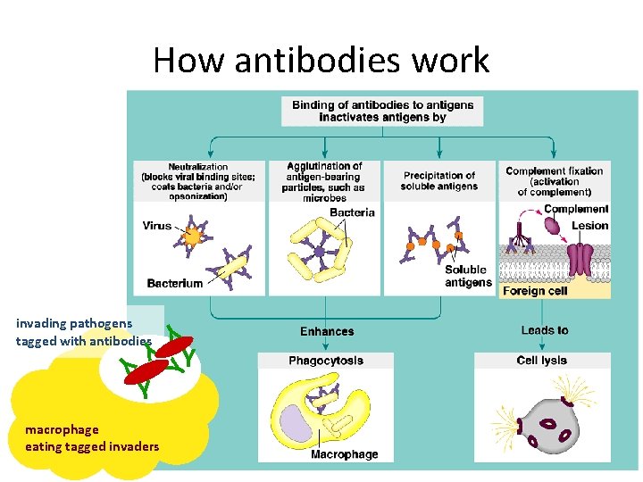 How antibodies work Y invading pathogens tagged with antibodies Y Y Y macrophage eating