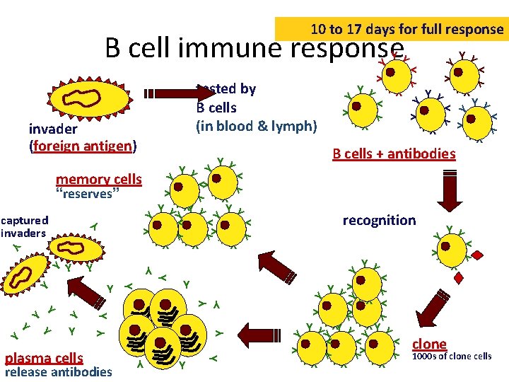 10 to 17 days for full response B cell immune response. Y Y Y