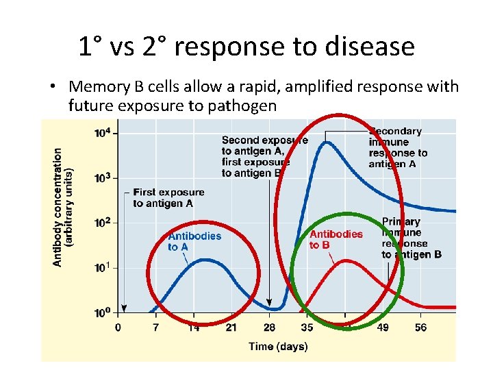 1° vs 2° response to disease • Memory B cells allow a rapid, amplified