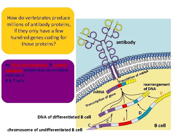 How do vertebrates produce millions of antibody proteins, if they only have a few