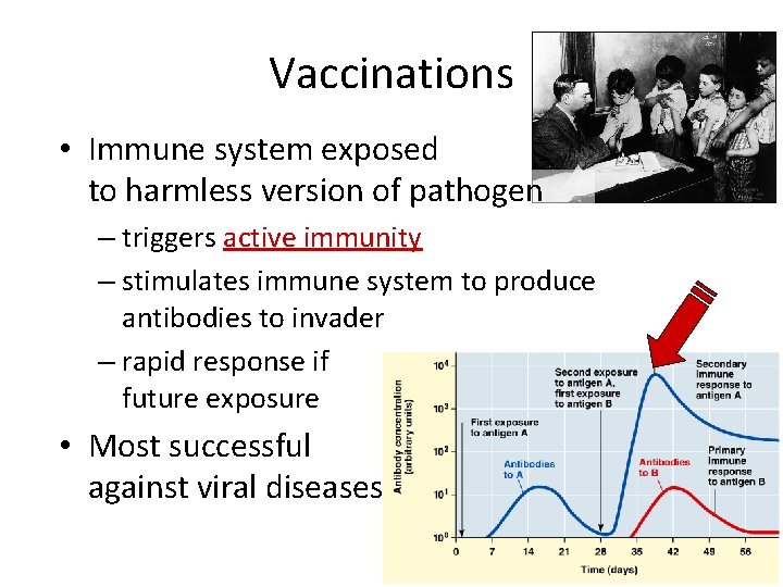 Vaccinations • Immune system exposed to harmless version of pathogen – triggers active immunity