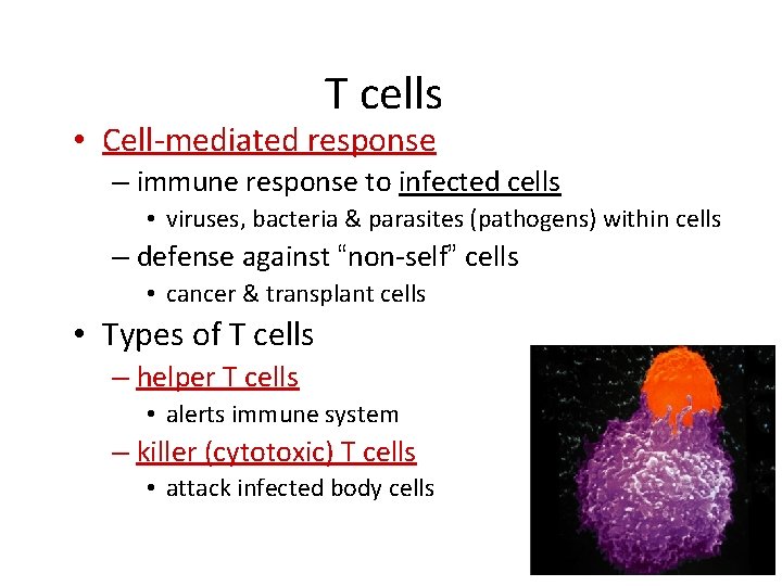 T cells • Cell-mediated response – immune response to infected cells • viruses, bacteria