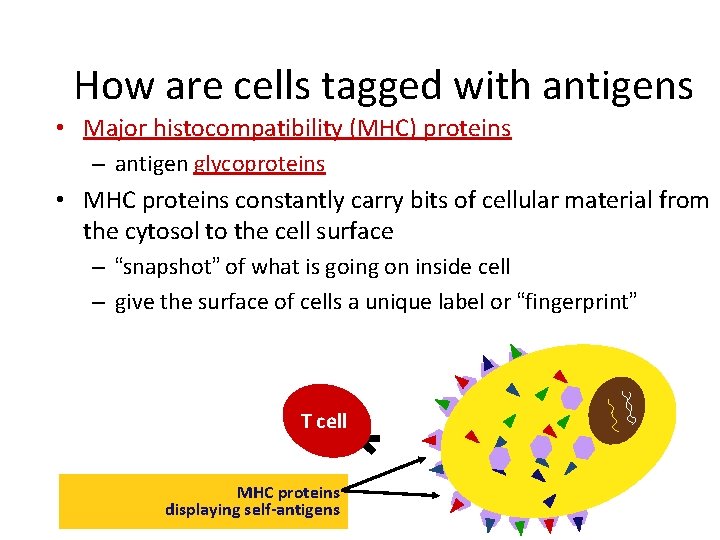 How are cells tagged with antigens • Major histocompatibility (MHC) proteins – antigen glycoproteins