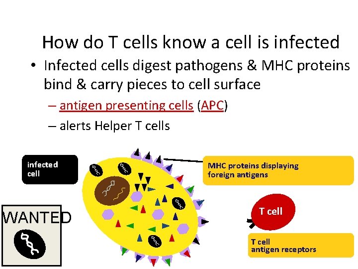 How do T cells know a cell is infected • Infected cells digest pathogens