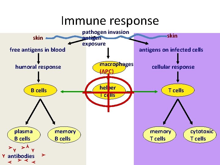 Immune response skin free antigens in blood humoral response Y Y Y antibodies memory