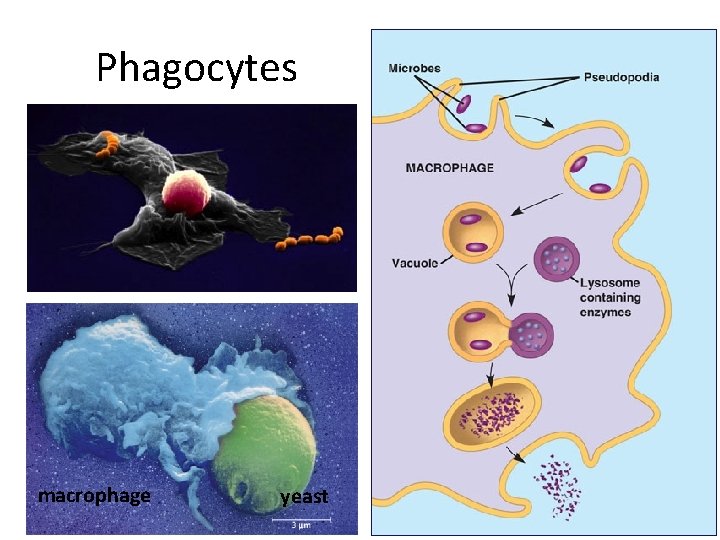 Phagocytes macrophage yeast 