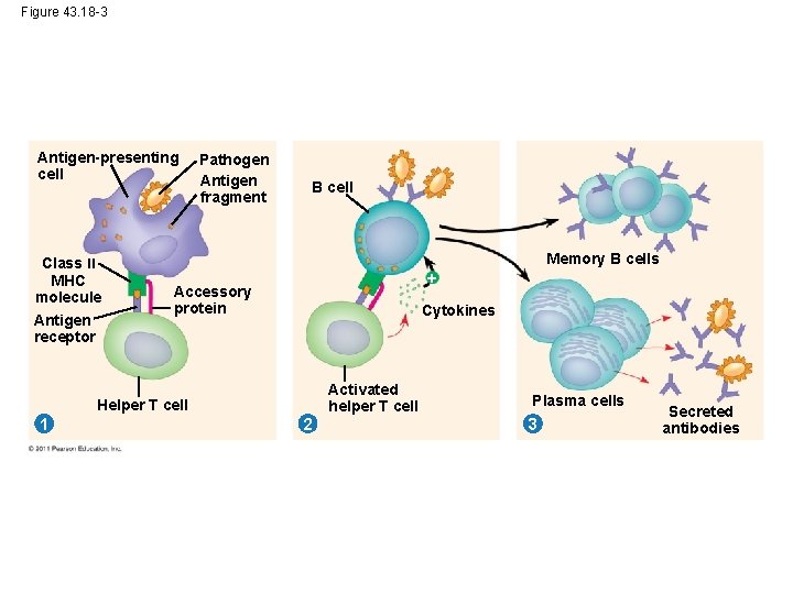 Figure 43. 18 -3 Antigen-presenting cell Class II MHC molecule Antigen receptor Pathogen Antigen