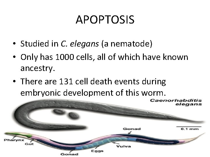APOPTOSIS • Studied in C. elegans (a nematode) • Only has 1000 cells, all