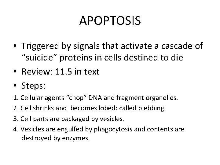 APOPTOSIS • Triggered by signals that activate a cascade of “suicide” proteins in cells