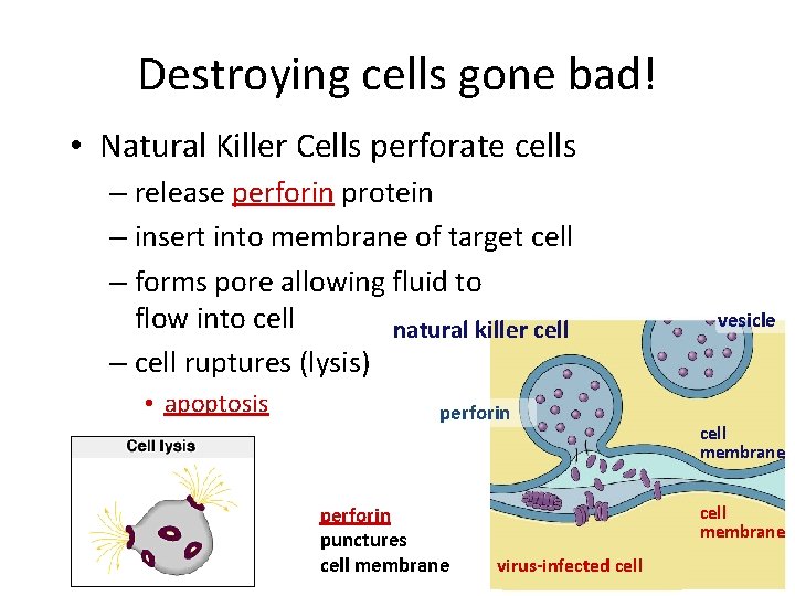 Destroying cells gone bad! • Natural Killer Cells perforate cells – release perforin protein