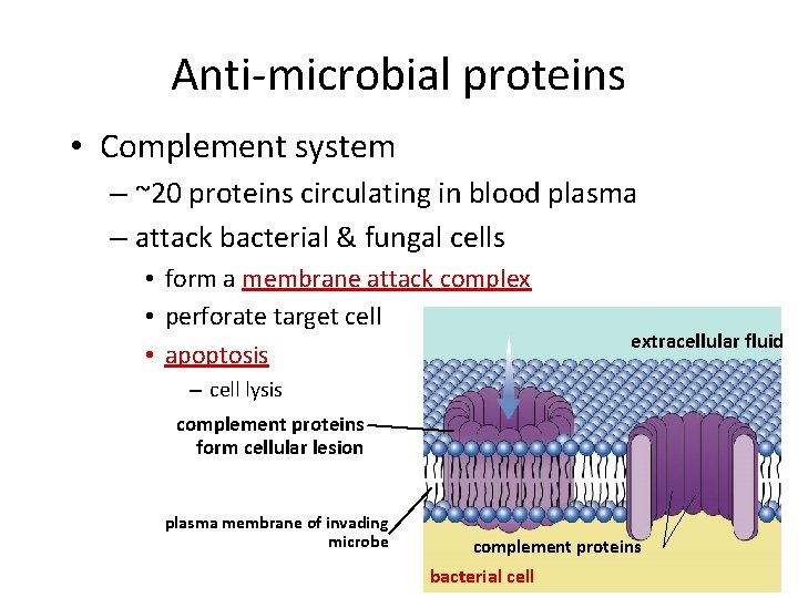 Anti-microbial proteins • Complement system – ~20 proteins circulating in blood plasma – attack