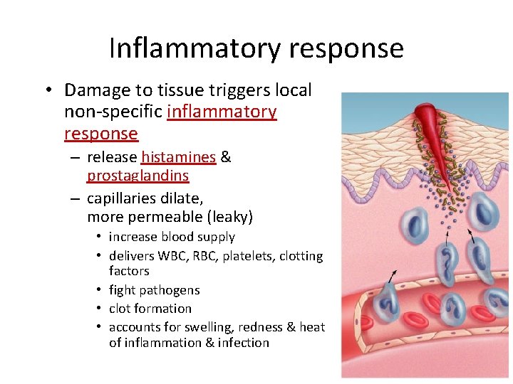 Inflammatory response • Damage to tissue triggers local non-specific inflammatory response – release histamines