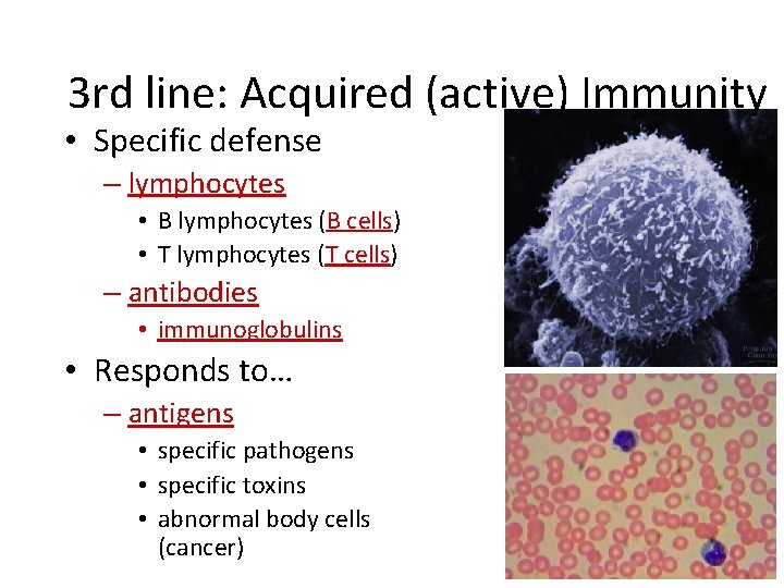 3 rd line: Acquired (active) Immunity • Specific defense – lymphocytes • B lymphocytes