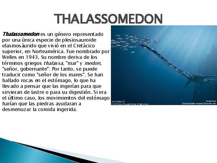THALASSOMEDON Thalassomedon es un género representado por una única especie de plesiosauroide elasmosáurido que
