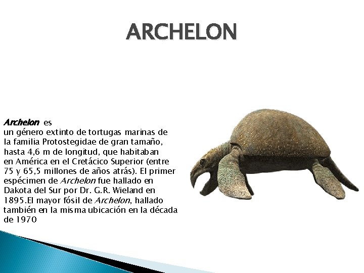 ARCHELON Archelon es un género extinto de tortugas marinas de la familia Protostegidae de
