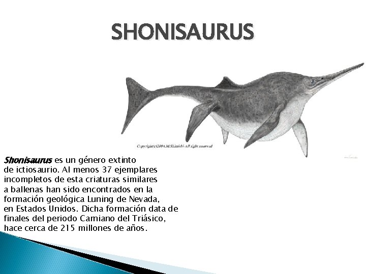 SHONISAURUS Shonisaurus es un género extinto de ictiosaurio. Al menos 37 ejemplares incompletos de