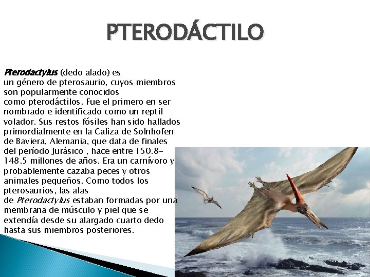 PTERODÁCTILO Pterodactylus (dedo alado) es un género de pterosaurio, cuyos miembros son popularmente conocidos