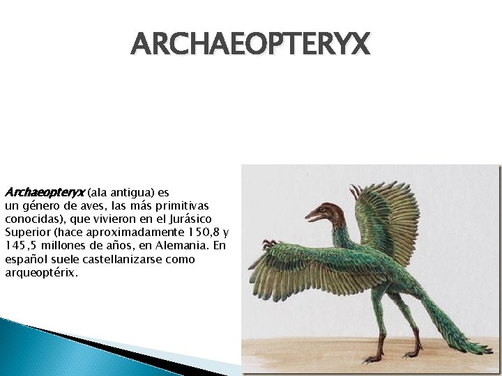 ARCHAEOPTERYX Archaeopteryx (ala antigua) es un género de aves, las más primitivas conocidas), que