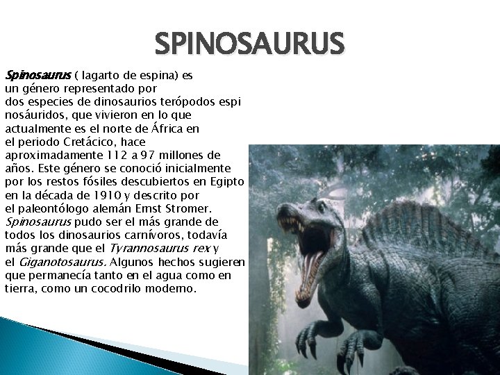 SPINOSAURUS Spinosaurus ( lagarto de espina) es un género representado por dos especies de