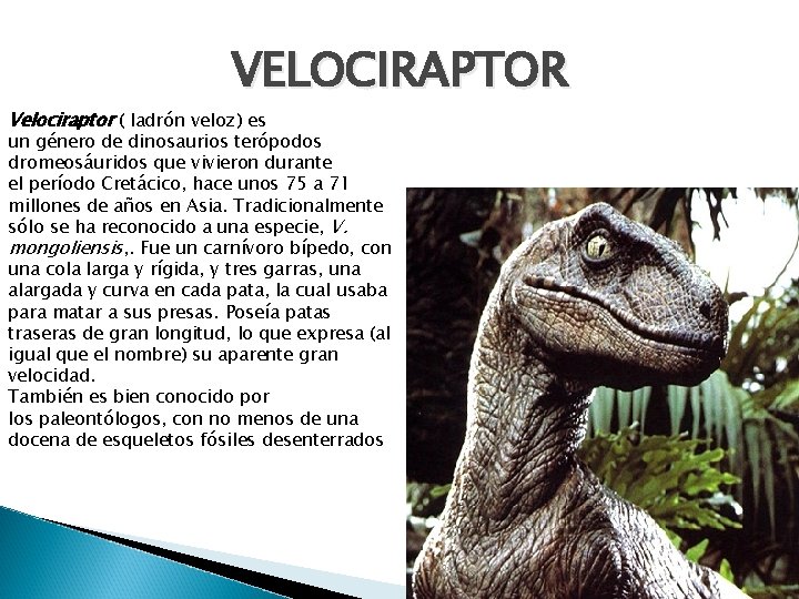 VELOCIRAPTOR Velociraptor ( ladrón veloz) es un género de dinosaurios terópodos dromeosáuridos que vivieron