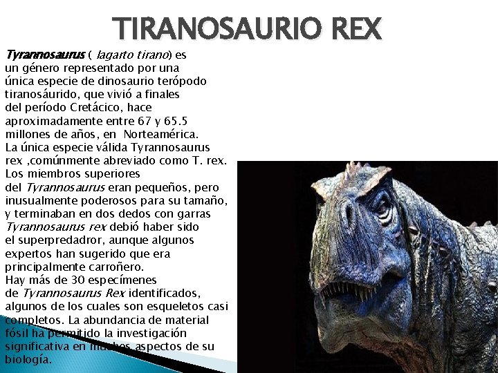 TIRANOSAURIO REX Tyrannosaurus ( lagarto tirano) es un género representado por una única especie