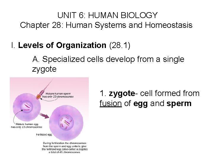  UNIT 6: HUMAN BIOLOGY Chapter 28: Human Systems and Homeostasis I. Levels of