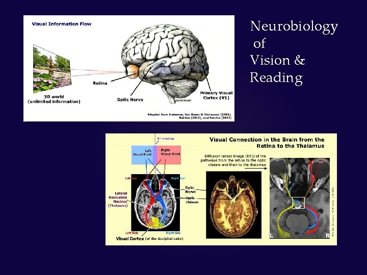 Neurobiology of Vision & Reading 