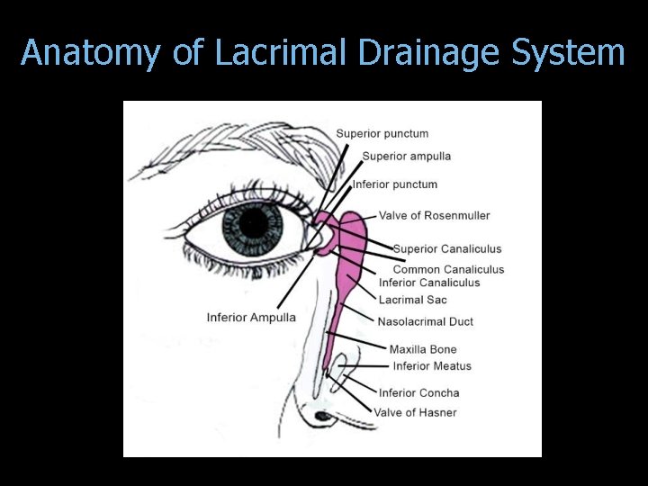Anatomy of Lacrimal Drainage System 