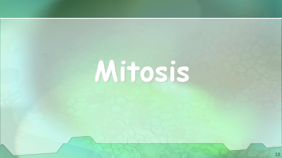 Mitosis 10 