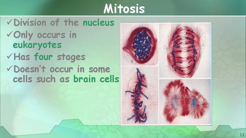 Mitosis üDivision of the nucleus üOnly occurs in eukaryotes üHas four stages üDoesn’t occur