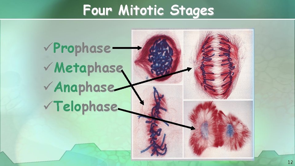 Four Mitotic Stages üProphase üMetaphase üAnaphase üTelophase 12 