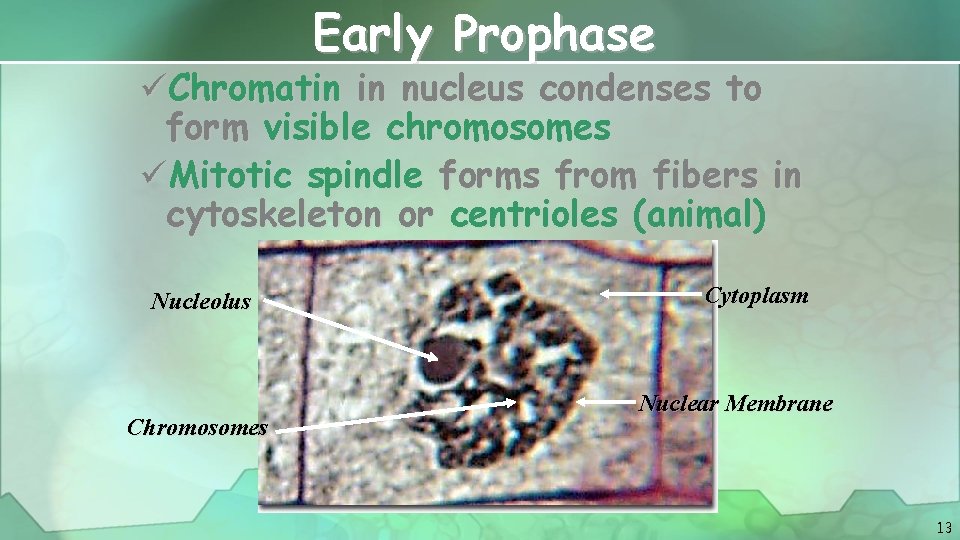 Early Prophase üChromatin in nucleus condenses to form visible chromosomes üMitotic spindle forms from