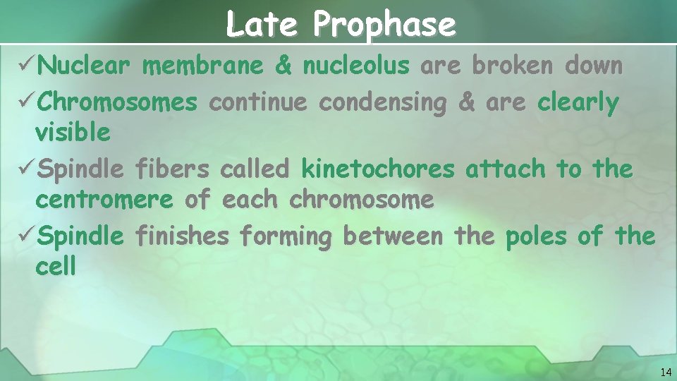 Late Prophase üNuclear membrane & nucleolus are broken down üChromosomes continue condensing & are