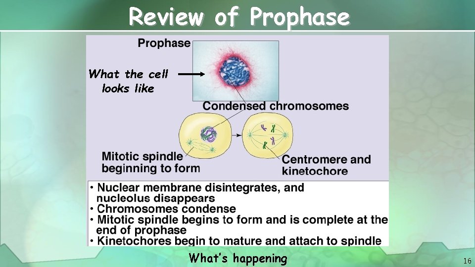 Review of Prophase What the cell looks like What’s happening 16 