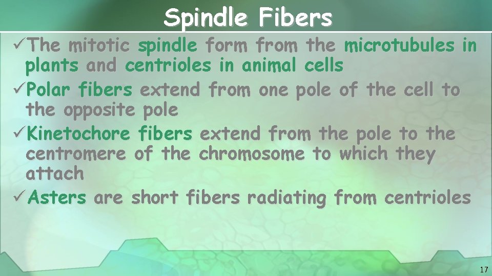 Spindle Fibers üThe mitotic spindle form from the microtubules in plants and centrioles in