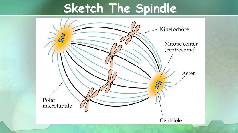 Sketch The Spindle 18 