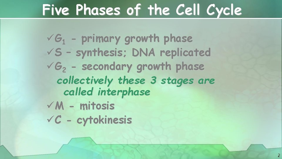 Five Phases of the Cell Cycle üG 1 - primary growth phase üS –